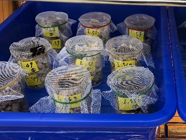 Black Soldier Fly Farming on Campus