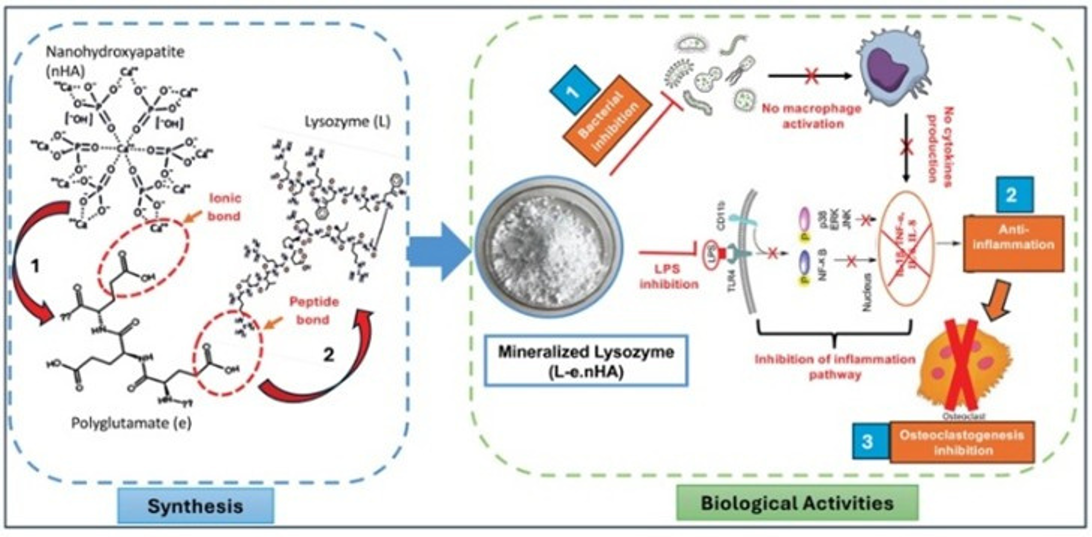 A polypeptide links purified lysozyme to bone mineral. The composite has antibacterial and anti-inflammatory activity and suppresses osteoclast differentiation and activity.