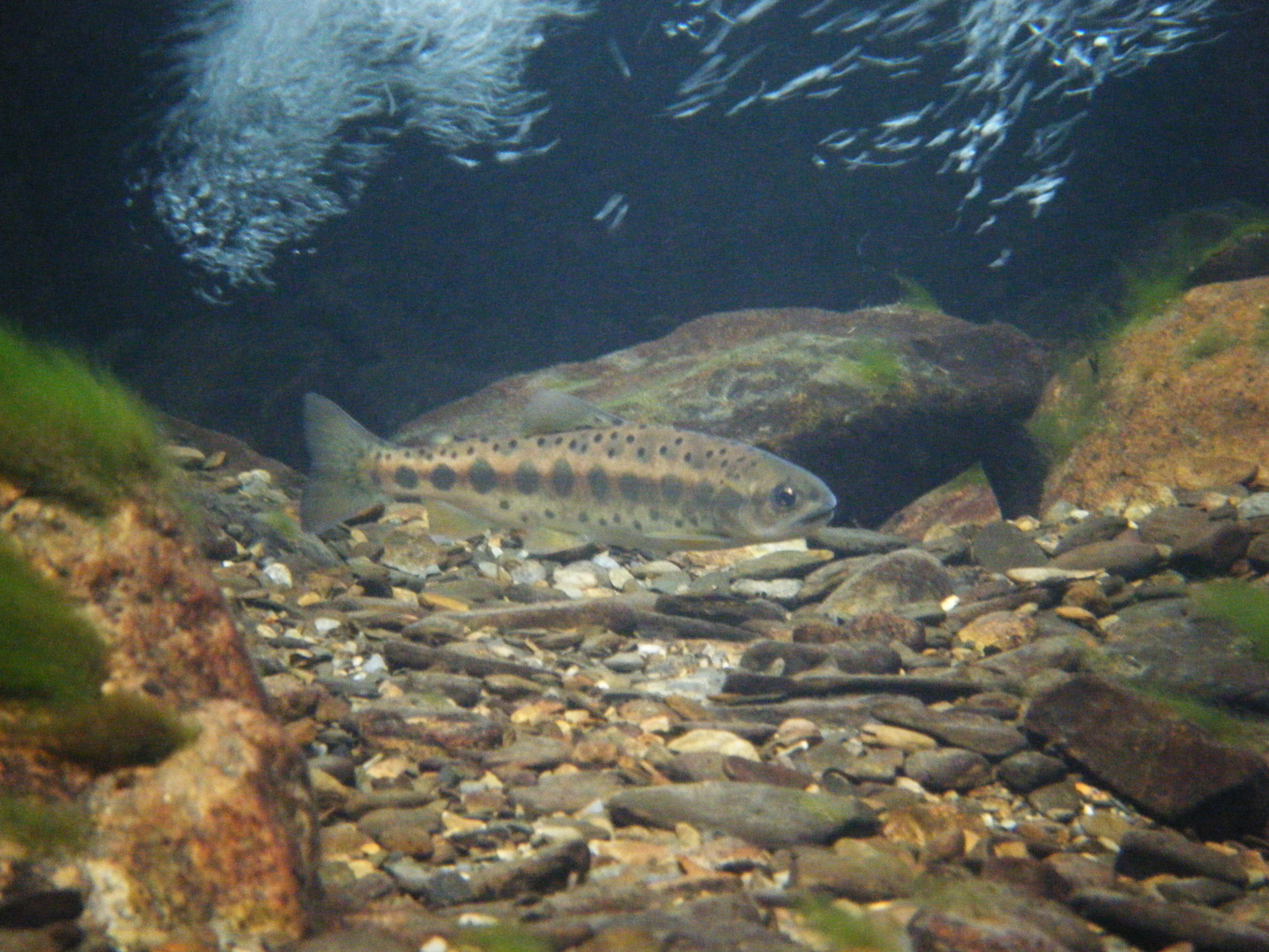 Taiwan’s landlocked salmon in its stream habitat