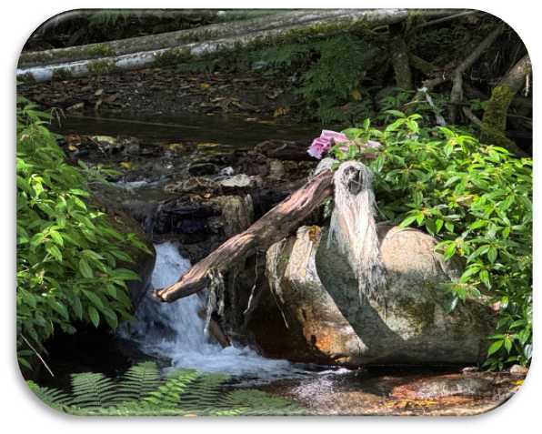 A plastic bag caught on branches above a stream